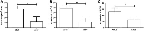 Figure 3 Correlation of invasiveness into A549 cells with carrier status of QS genes, (A) abaI and (B) abaR, and with (C) AHLs production in clinical A. baumannii isolates.*Means statistically significant and p <0.05; **Means statistically significant and p <0.01.