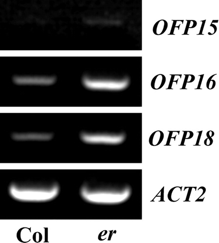 Figure 3. Expression of OFP15, OFP16 and OFP18 in er mutant seedlings. Total RNA was extracted from seedlings of the Col wild type and er single mutant, and RT-PCR was used to examine the expression levels of OFP15, OFP16 and OFP18. The expression level of ACT2 was used as a control.