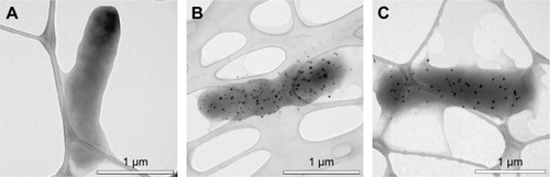 Figure 4 TEM micrograph observations of Escherichia coli cells.Notes: (A) Control group, no SNP treatment. Typical morphology of E. coli showing the integrity of the cell membrane was observed. (B) E. coli treated with 10 μg/mL SNPs. The electron-dense granules can also be observed. (C) E. coli stimulated with 10 μg/mL SNPs and then washed.Abbreviations: TEM, transmission electron microscopy; SNPs, silver nanoparticles.