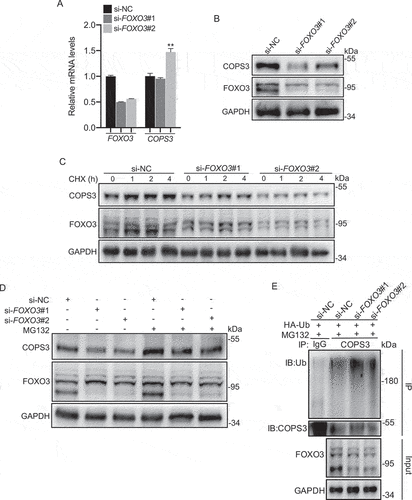 Figure 6. FOXO3 depletion results in increased COPS3 ubiquitination. (A) qRT-PCR analysis of COPS3 levels in 143B cells transfected with FOXO3 siRNAs. Data are presented as mean ± SEM of triplicates. **p < 0.01. (B) Immunoblotting analysis of COPS3 levels in 143B cells transfected with FOXO3 siRNAs. (C) 143B cells infected with FOXO3 siRNAs were subjected to a CHX (50 μg/ml) experiment. (D) COPS3 expression levels in the absence or presence of MG132 (20 μM, 6 h) were analyzed in 143B cells transfected with FOXO3 siRNAs. (E) 143B cells expressing HA-Ubiquitin (Ub) were infected with FOXO3 siRNAs and treated with MG132 (20 μM) for 6 h. Immunoblotting analysis of COPS3 ubiquitination with anti-COPS3 antibody.