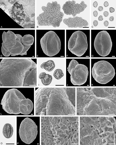 Figure 7. Electrapis sp. from Eckfeld and associated pollen grains. A. Female (worker caste) PE 2000/846a,b.LS. B, C, I, O. LM micrographs. D, H, J‒N, P‒R. SEM micrographs. B. Clumps dominated by Elaeocarpus sp. 1 pollen, also with Eudicot ord., fam., gen. et sp. indet. 1, Euphorbiaceae gen. et sp. indet. 1, and Castanopsis/Lithocarpus sp. pollen grains. C. Elaeocarpus sp. 1 pollen grains in equatorial and polar view. D. Clump with Elaeocarpus sp. 1 pollen grains. E‒G. Elaeocarpus sp. 1 pollen in equatorial view. H. Elaeocarpus sp. 1, detail of tectum surface. I‒L. Eudicot ord., fam. gen. et sp. indet. 1 pollen grains (large) and Castanopsis/Lithocarpus sp. (small, attached). M. Eudicot ord., fam., gen. et sp. indet. 1, detail of tectum surface. N. Castanopsis/Lithocarpus sp., detail of tectum surface. O, P. Euphorbiaceae gen. et sp. indet. 1 in equatorial view. Q, R. Euphorbiaceae gen. et sp. indet. 1, detail of tectum surface. Scale bars – 1 mm (A), 10 µm (B, C, I, O), 1 µm (D‒H, J‒N, P‒R).