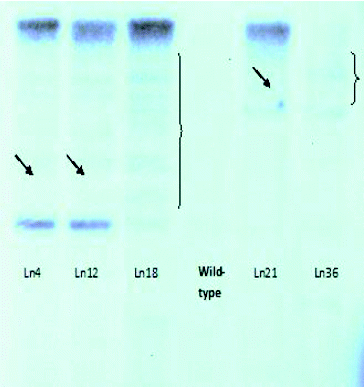 Figure 4. Southern blot hybridization with genomic DNA isolated from activation-tag mutants of Arabidopsis lines resistant to P. ramosa.