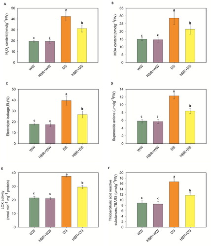 Figure 6. Exogenous application of HBR on H2O2 content (A), lipid peroxidation (MDA content) (B), Electrolyte leakage (C), superoxide anions (D), LOX activity (E), and Thiobarbituric acid reactive substances, TBARS (F) in leaf of soybean seedlings under drought stress. Data presented are mean (±SE) of three replicates, and bars with dissimilar letters are significantly different at the P ≤ 0.05 level.