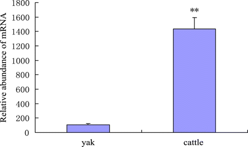Figure 4.  Relative abundance of LPL mRNA in longissimus muscles of adult yaks and cattle. **p < 0.01.