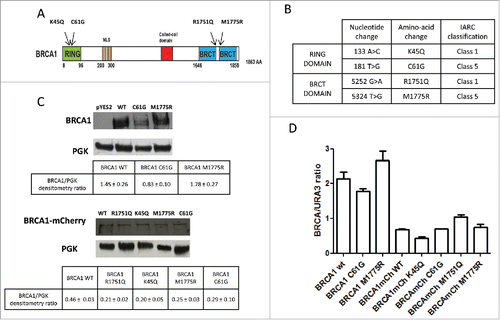 Figure 1. Expression of BRCA1 wild type and missense variants in the strain RS112 of Saccharomyces cerevisiae. (A) Schematic representation of full length BRCA1 and the most relevant domains. Arrows indicate the missense variants we have studied. (B) Description of the BRCA1 missense variants; in the table, the localization domain, nucleotide and amino-acid change is reported. IARC classification is also listed; Class 5 highly pathogenic and Class 1 not pathogenic or neutral.Citation23 (C) BRCA1 was detected in the total protein extracts from yeast strains grown with galactose by Western blot analysis with anti BRCA1 antibody. Extracts were prepared from yeast expressing BRCA1wt, BRCA1-C61G, BRCA1-M1775R, BRCA1-mCherry, BRCA1- K45Q mCherry, BRCA1-C61G mCherry, BRCA1- R1751Q mCherry or BRCA1-M1775R mCherry, and loaded as indicated. Protein extract from yeast carrying empty pYES2 was loaded as control. In the lower part of the figure, the loading control was evaluated by detecting the 3PGK band is shown. The lower tables represent the densitometry calculated as ratio between intensity of BRCA1and PGK. Data are reported as mean of 3 independent experiments ± error bar. (D) RNA was exacted from yeast cells expressing BRCA1 wt, BRCA1-C61G, BRCA1-M1775R, BRCA1-mCherry, BRCA1- K45Q mCherry, BRCA1-C61G mCherry, BRCA1- R1751Q mCherry or BRCA1-M1775R mCherry, reverse transcribed and amplified for quantitative analysis as described in the Materials and Methods. Results are reported as mean of 4 experiments ± standard deviation.