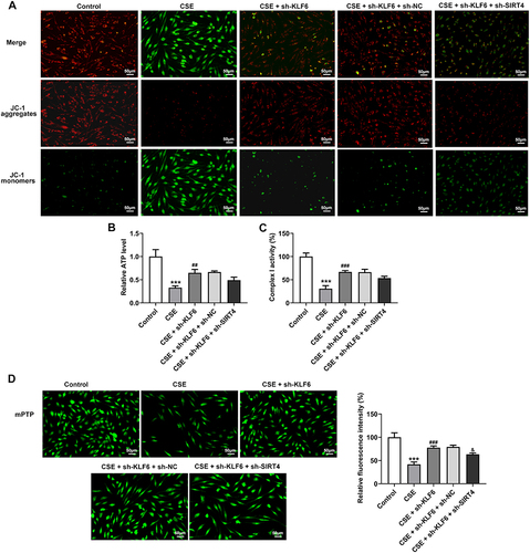 Figure 7 Inhibition of KLF6 alleviates mitochondrial dysfunction in CSE-induced BEAS-2B cells through SIRT4 upregulation. (A). The MMP was detected by JC-1 fluorescent probe. (B). ATP content was measured with an ATP kit. (C). Complex I activity was detected by the kit. (D). The mPTP opening was tested by the kit. ***P<0.001 vs Control; ##P<0.01, ###P<0.001 vs CSE, &P<0.05 vs CSE+sh-KLF6+sh-NC.