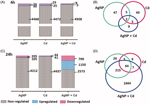 Figure 5. Quantitative proteomic analysis of three independent experiments. Upregulated and downregulated proteins in HepG2 cells after 4 h (A) and 24 h (C) of exposure to silver nanoparticles (AgNP, 3.5 µg/mL), cadmium (Cd2+, 1.5 µM), and AgNP + Cd2+ (3.5 µg/mL + 1.5 µM). Overlap among proteins regulated by each contaminant after 4 h (B) and 24 h (D) of exposure.