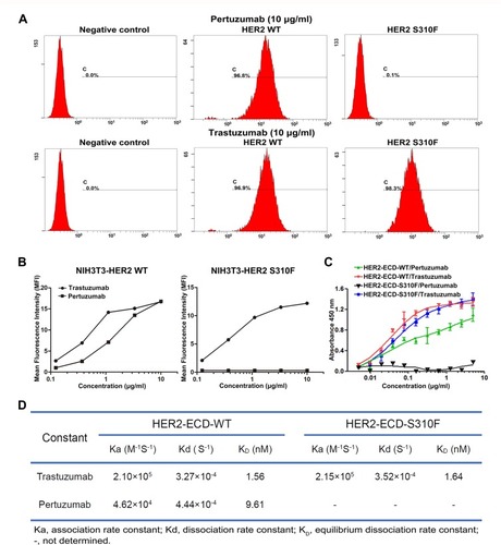 Figure 4 The binding affinities of anti-HER2 antibodies for WT/S310F-mutant HER2. (A) The binding affinities of pertuzumab and trastuzumab for NIH3T3 cells expressing WT (HER2 WT) or S310F-mutant (HER2 S310F) HER2. NIH3T3 cells were used as a negative control. (B) The affinities of serial concentrations of pertuzumab and trastuzumab for WT (NIH3T3-HER2 WT) or S310F-mutant (NIH3T3-HER2 S310F) HER2 cells. (C) Comparisons of pertuzumab and trastuzumab interacting with WT (HER2-ECD-WT) or S310F-mutant (HER2-ECD-S310F) HER2 ECD protein by ELISA as described in the materials and methods. (D) The kinetic parameters for trastuzumab and pertuzumab derived from the fitted data models according to SPR analyses.