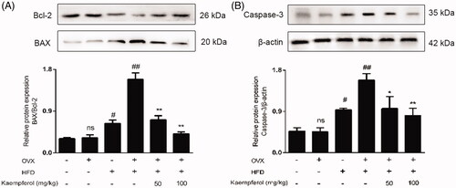 Figure 4. Kaempferol inhibited the apoptosis in vivo. Changes of Bax/Bcl-2 ratio (A) and caspase 3 expression (B) in arterial tissue. Data were analysed with one-way ANOVA and unpaired t-test and presented as the mean ± SD. #p < 0.05, and ##p < 0.01 vs. the control group; *p < 0.05, and **p < 0.01 vs. the OVX-HFD group; ns: not significant (p > 0.05 vs. the control group) (n = 5).