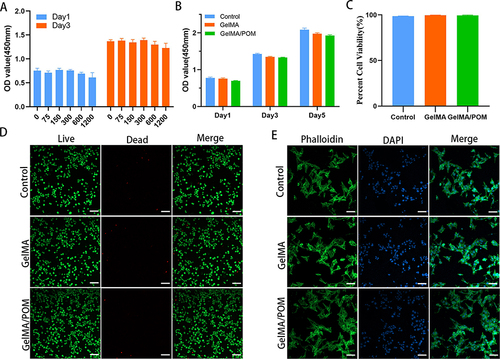 Figure 2 Cytocompatibility of POM and GelMA/POM hydrogel. (A) Cell survival was analyzed at different POM concentrations by using the CCK8 kit. (B) The CCK8 assay showing proliferation behavior of MC3T3-E1 cultured on different hydrogels. (C) Quantitative analysis of live cells. (D) Live/dead staining of cells on the different hydrogels after 3 days of incubation. (E) LSCM images of cytoskeleton and nuclei, showing the MC3T3-E1 cells cultured on the surface of the different hydrogels. (n = 3, each group). (Control, cells cultured on the tissue culture plate). Scale bar: 100 μm (D), and 100 μm (E).