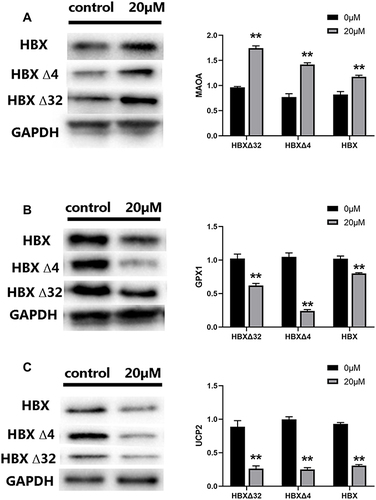 Figure 8 The expression of redox regulation proteins in HepG2 cells treated with MC-LR and Ct-HBX. The protein expression levels of (A) MAOA, (B) GPX1 and (C) UCP2 were measured by Western blotting. The expression of MAOA protein was upregulated, while the expression of GPX1 and UCP2 protein was downregulated in each group. ** P < 0.01.