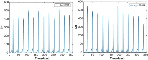 Figure 17. The left panel illustrates the LH profile of a stable, chaotic cycle at catr=22.85. There are 12 LH surges per year but they do not have the same magnitude. The right panel plots the LH profile of a stable cycle of period approximately 180 days at catr=22.894. This indicates the presence of a period-6 window in the catr bifurcation diagram.