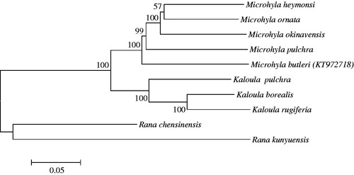 Figure 1. Neighbour-joining tree using MEGA 6.0 based on complete mitochondrial genomes. Microhyla heymonsi (NC_006406), Microhyla ornata (NC_009422), Microhyla okinavensis (AB303950), Microhyla pulchra (NC_024547), Microhylabutleri (KT972718), Kaloula pulchra (AY458595), Kaloula borealis (NC_020044), Kaloula rugiferia (KP682314), Rana chensinensis(NC_023529) and Rana kunyuensis (KF840516).