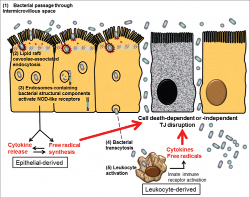 Figure 2. Proposed schema of bacterial endocytosis preceding tight junction damage in epithelial cells. (1) Bacteria passed through the widened intermicrovillous cleft and were exposed to lipid rafts on apical membrane invagination. (2) Bacterial endocytosis by epithelial cells was mediated by lipid raft/caveolae-dependent pathways. (3) Cytosolic innate immune receptors, such as nucleotide-binding oligomerization domain (NOD)-like receptors (NLRs), were recruited to the membrane of endosomes containing microbes and bacterial structural components. Activation of NLR-dependent signaling leads to epithelial synthesis of proinflammatory cytokines and free radicals, aiming for bacterial elimination. However, excessive inflammatory or oxidative stress may act as a double-edged sword causing cell death-dependent or -independent TJ disruption in epithelial cells. (4) Internalized bacteria, if managed to evade intracellular killing, may transcytose to the lamina propria. (5) Transcytosed bacteria activate leukocytes, resulting in even higher levels of proinflammatory cytokines and free radicals to aggravate TJ damage, leading to uncontrollable inflammation.