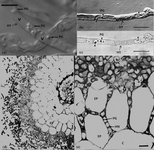 Figure 5. Polyphosphate acquisition of ECM hyphae. (a) Polyphosphate granules (PG) in the vacuoles (V) of the living hyphae (HY) of Suillus bovinus (Nomarski DIC microscopy) (Bűcking and Heyser Citation1999). Scale: 10 μm. (b) Polyphosphate granules (PG) are artefacts precipitated in the vacuoles of hyphae due to 2.5% glutaraldehyde and graded ethanol treatment. The hypha after staining with Toluidine Blue O, pH 1.0. Polyphosphate granules (PG) have increased in contrast (Orlovich and Ashford Citation1993). (c) Bright-field image of (b) showing the polyphosphate granules which exhibited γ-metachromasy (Orlovich and Ashford Citation1993). (d) Betula pendula–Paxillus involutus ectomycorrhiza. (e) Polyphosphate granules are visible in numerous inner-mantle (IM) and Hartig net (HN) hyphae cells (Grellier et al. Citation1989).