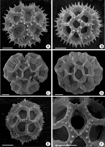 Figure 3. Pollen grains of Lessingianthus (SEM). A–B. Type “B-2” grains, L. santosii: A. Polar view showing the colpus absence; B. Equatorial view, mesocolpium. C–D. Pollen type “B-3”, L. chamaepeuces, grains lacking spinae: C. Polar view; D. Equatorial view, mesocolpium with the equatorial lacuna in the centre. E–F. Pollen type “D”, L. cristalinae: E. Equatorial view, mesocolpium; F. Detail with pore and lophae across the colpus. Scale bars – 10 μm.