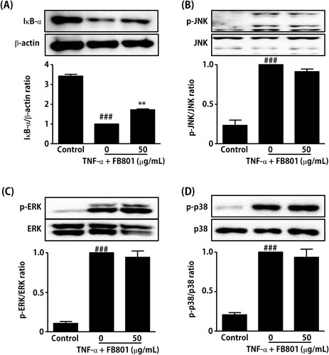 Figure 6. Effect of FB801 treatment on tumor necrosis factor (TNF)-α-induced nuclear factor-κB (NF-κB) and mitogen-activated protein kinase (MAPK) activation in HaCaT cells. HaCaT cells were treated with 50 μg/mL of FB801 for 4 h and stimulated with TNF-α (10 ng/mL) for another 15 min. (A) IκB-α protein levels were analyzed in whole cell lysates using Western blots, β-actin expression was used as an internal control. Phosphorylation and total protein expression of JNK (B), ERK 1/2 (C) and p38 (D) signaling proteins were analyzed in whole cell lysates using Western blot analysis. The values shown represent the mean ± SEM. **P < 0.001, versus TNF-α-treated cells; ###P < 0.001 versus non-treated control cells.