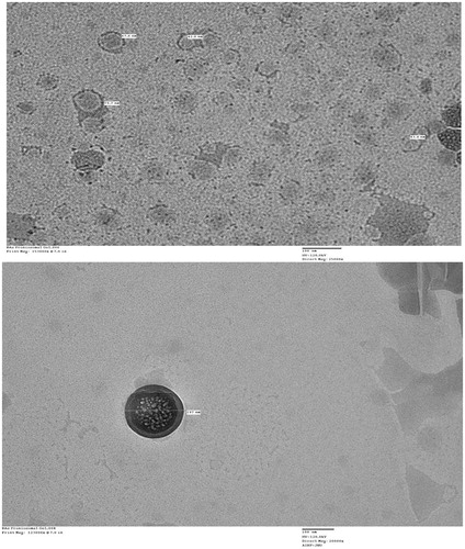 Figure 6. TEM photomicrographs of boswellic acid-loaded proniosomes.