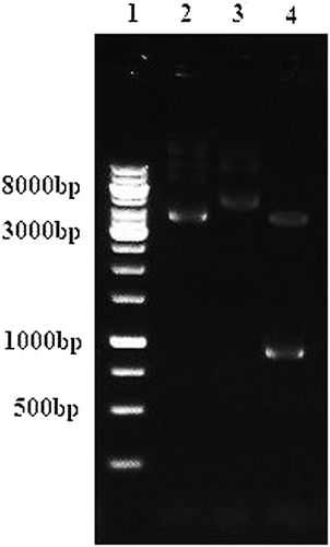 Figure 1. Analysis of recombinant plasmid pET30a/KV1 through double digestion. Lane 1: Marker 1 kb; Lane 2: empty plasmid pET30a (+) (5422 bp); Lane 3: recombinant plasmid pET30a/KV1 (6322 bp); Lane 4: recombinant plasmid pET30a/KV1 digested with Xho1 (5368bp) and Nco1 (954bp).