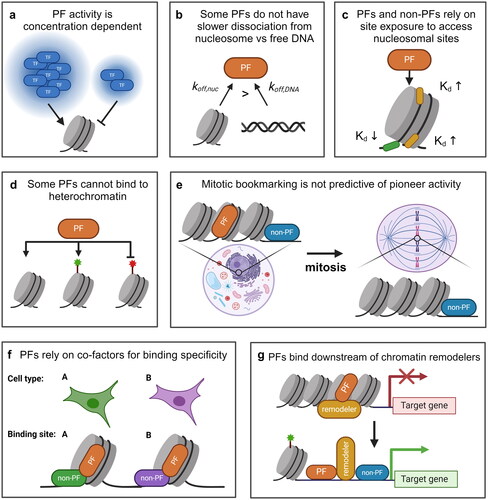 Figure 2. Some evidence suggests that PFs are not special and all/many TFs can function as PFs. (a) TF concentration correlates positively with nucleosomal targeting and opening. (b) Some PFs do not exhibit the dissociation rate compensation and have a higher nucleosomal off-rate (koff,nuc) than the off-rate from free DNA (koff,DNA). (c) many PFs have a stronger preference for binding to free DNA or at the nucleosome entry-exit site than to internal nucleosomal motifs. (d) Some evidence suggests that PFs are able to target unmarked and activating (green) sites but unable to target repressive (red) sites. (e) Some PFs are not retained on mitotic chromatin, whilst some TFs not characterized as PFs have been shown to remain bound to mitotic chromatin. (f) Some PFs rely on co-binding with other TFs (green or purple) to direct context-specific binding. (g) Some PFs rely on ATP-dependent chromatin remodelers for binding, despite the definition of PFs as being the most upstream factors in a gene regulatory pathway.