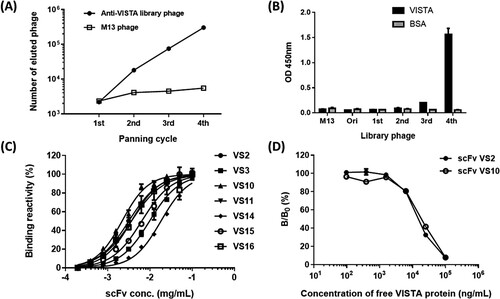 Figure 1. Biopanning and single clone analysis. (A) Regarding the anti-VISTA phage library, the number of eluted phages was calculated after each panning round; this number represents the quantity of specific phages bound to VISTA after each panning round. M13 represents the wild-type phage used as the negative control. (B) The binding reactivity of the re-amplified phage library regarding VISTA after each panning round was tested using phage ELISA. (C) After panning, the seven isolated representative scFvs underwent serial dilutions, and their binding reactivity toward VISTA was tested. (D) Competitive binding assay of scFv against the VISTA protein. The amount of bound scFv in the presence of free VISTA inhibitor was measured and expressed as a percentage of the binding of scFv in the absence of an inhibitor. B and B0 denoted the amount of bound scFv in the presence and absence of the inhibitor, respectively.