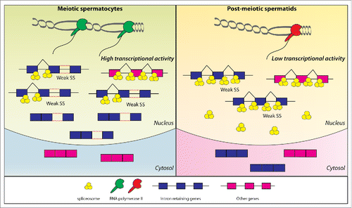 Figure 1. Balance between transcriptional activity and splicing capability regulates intron-retention during germ cell differentiation. High transcriptional activity of meiotic spermatocytes (left panel) generates high levels of transcripts for intron-retaining genes (blue genes). Weak introns of these genes are not efficiently recognized by the spliceosome and their unspliced transcripts are consequently retained in the nucleus. The lower transcriptional activity of post-meiotic spermatids (right panel) then allows efficient splicing of such intron-retaining genes, whose transcripts are efficiently exported in the cytoplasm and translated into proteins.
