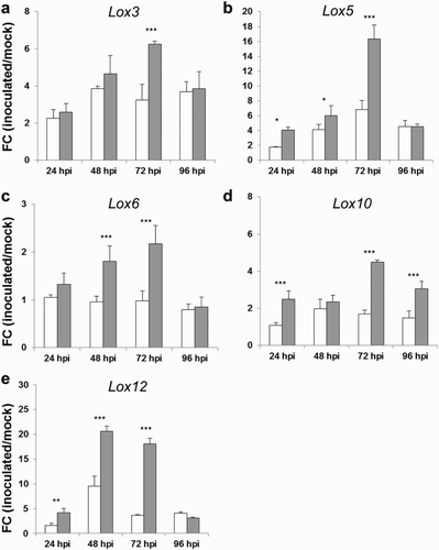 Figure 4. FC of differentially expressed genes Lipoxygenase 3 (Lox3) (a), Lox5 (b), Lox6 (c), Lox10 (d) and Lox12 (e), in kernels of the susceptible CO354 maize line at 24, 48, 72 and 96 hpi with aflatoxin-producing and atoxigenic strains of A. flavus (white and gray bar charts, respectively). Vertical bars indicate ±standard deviation. *Significant differences between aflatoxin-producing and atoxigenic-inoculated means within the same time of sampling, according to two-way ANOVA (*P ≤ .05; **P ≤ .01; ***P ≤ .001).