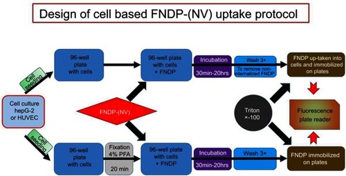 Figure 1 Schematic presentation of method used for quantification of FNDP-(NV) uptake into cells.Abbreviations: FNDP-(NV), fluorescence nanodiamond particles (NV); HepG-2, liver hepatocellular carcinoma; HUVEC, human umbilical vein endothelial cell; PFA, paraformaldehyde.
