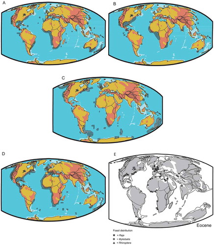 Figure 7. Distribution of extinct and extant species of the genera Rhinoptera, Myliobatis and Raja. The extinct taxa are marked with symbols. (A), Geographic distribution of extant Myliobatis spp; (B), Geographic distribution of extant Rhinoptera spp.; (C), Geographic distribution of extant Bathyraja ssp.; (D), Geographic distribution of extant Raja spp.; (E), Paleogeographic distribution of fossil remains of the genera Rhinoptera, Myliobatis and Raja.