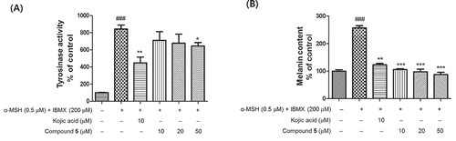 Figure 4. Inhibitory effects of quercetin-7-O-α-L-rhamnoside from J. chinensis fruit on cellular tyrosinase activities (a) and melanin contents (b).Results are presented as means± SDs of triplicate experiments; #p < 0.001 vs. the control and *p < 0.05 and ***p < 0.001 vs. α-MSH and IBMX-treated cells.