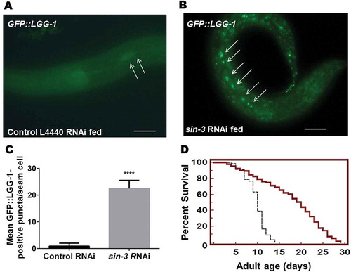 Figure 2. Transient knockdown of sin-3 leads to increased autophagy and reduced lifespan. Representative images of GFP::LGG-1 expression in the seam cells of L3 larvae (A) GFP::LGG-1 transgenic worms, (B) accumulation of GFP-positive puncta in GFP::LGG-1 transgenic worms fed on sin-3 RNAi at 1000X. (C) Quantification of GFP::LGG-1-positive puncta in seam cells of GFP::LGG-1 transgenic and sin-3 RNAi fed GFP::LGG-1 transgenic worms (D) Kaplan-Meier survival curve showing reduction in the lifespan of N2 worms fed on bacteria expressing dsRNAi against sin-3 (solid line depicts control vector L4440 fed and dotted line represents sin-3 RNAi fed N2 worms). The arrows show representative GFP-positive puncta that label phagophores and autophagosomal structures. *** P ≤ 0.0001, between vector alone and sin-3 RNAi fed GFP::LGG-1 transgenic worms. Scale: 500 µm. GFP::LGG-1 transgenic worms have genotype adIs2122[Plgg-1::GFP::LGG-1;rol-6(su1006)]. Twenty worms were analyzed per treatment and the experiment was repeated 3 times.