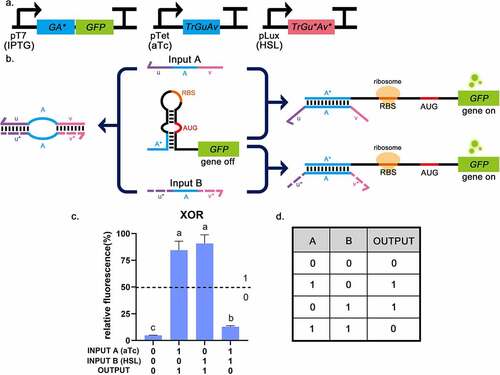 Figure 6. The experimental results of the XOR gate. a, The circuit diagram of the XOR gate. b, The operating mechanism of the XOR gate. The toehold switch can be turned ON when either of the triggers is input. When both trigger RNAs are input simultaneously, they will pair with each other and form a ring in the middle, so that the switch will remain in the OFF state. c, Relative fluorescence intensity is shown in the picture which the highest fluorescence intensity value is chosen as 100%. It is shown that when INPUT A and INPUT B are both 0 (or 1), the fluorescence intensity of GFP is low. And the fluorescence intensity of GFP was high in the other two groups. This corresponds to the situation described in the truth table. INPUT A = 1 means that aTc (0.25 mg/mL) is added, INPUT B = 1 means that HSL (0.1 mg/mL) is added. The dotted lines indicate the corresponding threshold (relative fluorescence intensity: 50%). Error bar: SD (n = 9). P < 0.01 through One-Way ANOVA analysis. d, The truth table of the XOR gate.