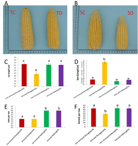 Figure 1. Phenotypic characterization of ears of the two maize hybrids. (a, b) Ear phenotypes. (c) Ear length. (d) Ear bare tip length. (e) Kernel rows per ear. (f) Kernels per row.