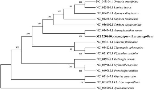 Figure 1. The ML tree based on 16 chloroplast genomes.