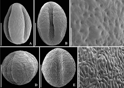 Figure 10. SEM images of dried pollen of extant Lardizabalaceae. A–C. Stauntonia (Holboellia) latifolia (Wall.) Christenh. pollen in two different equatorial views showing general form and verrucate aperture membrane (A, B) and details of pollen (C) showing finely perforate-punctate and delicate striate tectum. D–F. Stauntonia hexaphylla Decne. pollen in two different equatorial views showing general form and verrucate aperture membrane (D, E) and details of pollen wall (F) showing finely perforate-punctate and coarsely striate tectum. Scale bars – 10 µm (A, B, D, E), 1 µm (C), 2 µm (F).