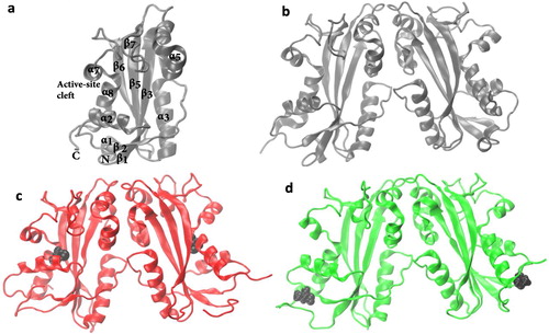 Figure 2. (a) The secondary structural element of the ITPA monomer. All the alpha helices and the beta sheets are labeled except those with residues less than four. Final simulation structures of the ITPA dimer (b) wild-type, (c) R178C, and (d) P32T. The point mutation residues (P32 and R178) are shown in black van der Waals representations.