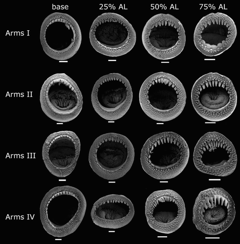 Figure 16 Mastigoteuthis psychrophila arm suckers, NIWA 44277, head only, LRL 3.07 mm. Scale bars = 100 µm.