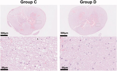 Figure 4. Effects of hypothermia on the histological changes in the spinal cord in rats with spinal cord injury. The spinal cord tissue harvested at 1h after the spinal cord injury was subject to hematoxylin-eosin (HE) staining and was examined by microscope for the identification of tissue damage (n = 6). The results presented in the text are representative.