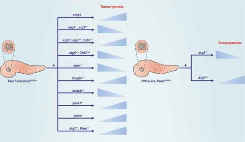 Figure 4. Autophagy maintains the metabolism and function of PDAC cells. The autophagy pathway is modulated by different metabolic conditions (e.g., oxidative stress, low glucose, high glucose, and low amino acids) in which cellular components are degraded. During this process, bioenergy intermediates are reused and oxidants are elimated, thereby promoting cell survival. Abbreviations: AGER, advanced glycosylation end-product specific receptor; AMPK, AMP-activated protein kinase; BECN1, beclin 1; GPX1, glutathione peroxidase 1; HMGB1, high mobility group box 1; MTOR, mechanistic target of rapamycin kinase; NFE2L2, nuclear factor, erythroid 2 like 2; NFKB, nuclear factor kappa B; PKM2, M2 splice isoform of PKM (pyruvate kinase M1/2); PINK, PTEN induced kinase 1; PRKN, parkin RBR E3 ubiquitin protein ligase; ROS, reactive oxygen species; SREBF1, sterol regulatory element binding transcription factor 1; STAT3, signal transducer and activator of transcription 3; ULK1, unc-51 like autophagy activating kinase 1