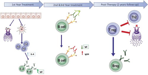 Figure 1. Scheme of the immunological response to allergen-specific immunotherapy (AIT). AIT during the early phase of the treatment (1–4 months), induces both mast cell desensitization and upregulation of Th2 response, mediated by high levels of IgE and IL4. During the active phase (1–3 y), a switch of isotype occurs. The levels of IgG4 increase while IgE significantly decrease. In this period is the maximum effect of IgG4 interference. Later, after 3 y of AIT treatment, in the post-therapy period, the regulatory response is established, and levels of IgE and IL4 are significantly decreased