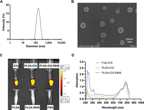 Figure 1 Preparation and characterization of PLGA-ICG-R848 NPs. (A) The mean diameter of PLGA-ICG-R848 NPs was determined by DLS device. (B) SEM analysis was applied to identify the nanoparticle size and shape characterization. Scale bar = 100nm. (C) Under IVIS-200 Imaging System, ICG fluorescence could be detected in groups of free ICG, PLGA-ICG and PLGA-ICG-R848, but was not observed in PLGA, PLGA-R848 and PBS. (D) The characteristic absorption peaks of ICG and R848 were identified by DS-11 microvolume spectrophotometer, demonstrating the successful encapsulation of ICG and R848 in the PLGA core.