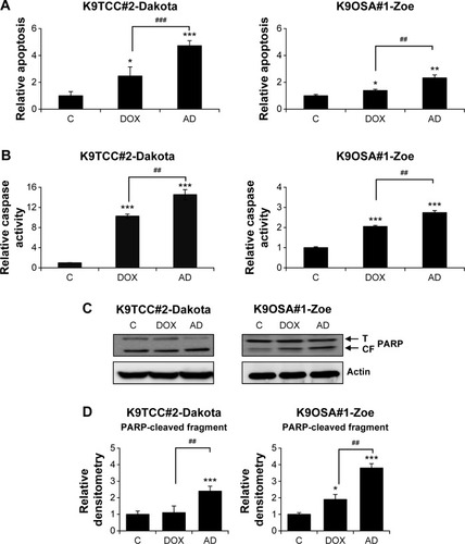 Figure 3 AD198 (AD)- and DOX-induced apoptosis and caspase activation in tested K9TCC and K9OSA cell lines in vitro.