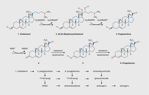Figure 1. Steps in the biosynthesis of progesterone and some of its metabolites.