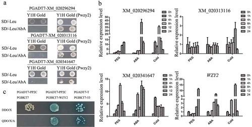 Figure 1. Identification upstream transcription factors and an interacting protein of dehydrin WZY2 gene. (a) The interaction of XM_020296294, XM_020341647, and XM_020313116 with the promoter of WZY2 (Pwzy2) in Y1H Gold yeast cells. (b) Relative expression level of XM_020296294, XM_020341647, XM_020313116, and WZY2 under different abiotic stress. Wheat seedlings were treated with 20% PEG6000, cold (4℃) and 100 μM ABA. Total RNA was isolated from leaves at the indicated times after the treatments. The expression levels were relative to the wheat endogenous actin gene (Accession No. AB181991) under abiotic stress treatments. (c) The interaction of PP2C with WZY2 in Y2H Gold yeast cells.