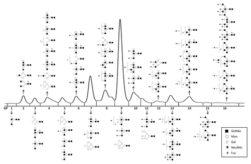 Figure 3 Structures of glycans separated by HP LC-HILIC analysis of the plasma glycome. Individual glycan structures in each HP LC peak were reported previously in reference Citation22, and are given using Oxford notation.Citation26