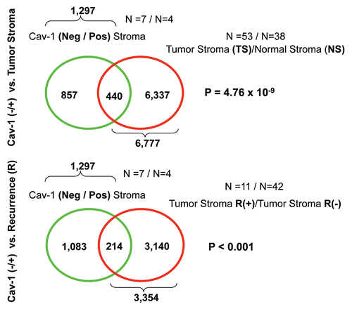 Figure 9 Venn diagrams for the intersection of the Cav-1-deficient stromal gene signature with other breast cancer tumor stromal gene sets. We compared the gene transcripts upregulated in Cav-1-deficient tumor stroma (1,819 transcripts encoding 1,297 unique genes; p ≤ 0.05 and fold-change (f.c.) ≥ 1.15; Sup. Table 3) with (upper) tumor stromal and (lower) recurrence stromal gene lists, as defined in the text of the manuscript. Note that the gene transcripts upregulated in Cav-1-deficient tumor stroma show significant overlap with tumor stroma (a 440 transcript overlap; p = 4.76 × 10−9) and recurrence stroma (a 214 transcript overlap; p < 0.001).
