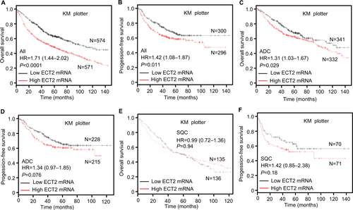 Figure S1 Overexpression of ECT2 mRNA predicted poor survival.Notes: Kaplan–Meier curve of patients with low or high ECT2 expression. Median of mRNA expression was used to divide patients into subgroups. (A) Overall survival; (B) progression-free survival; (C) overall survival in ADC; (D) progression-free survival in ADC; (E) overall survival in SQC; (F) progression-free survival in SQC.Abbreviations: ECT2, epithelial cell transforming sequence; HR, hazard ratio; ADC, adenocarcinoma; SQC, squamous cell lung cancer.