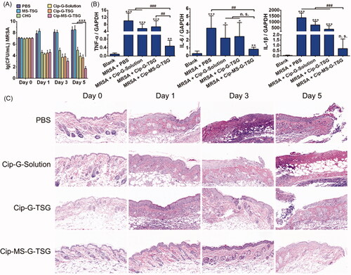 Figure 7. In vivo antibacterial study of Cip-MS-G-TSG. (A) Microbial burden in a murine model of skin infection with various treatments (mean ± SD, n = 6). ***p < .001, vs. Cip-MS-G-TSG group. (B) The mRNA expression levels of TNF-α, IL-6 and IL-1β in the uninfected (Blank) and infected skins (mean ± SD, n = 6). *p < .05, **p < .01, ***p < .001, vs. Blank group. ##p < .01, ###p < .001, vs. Cip-MS-G-TSG group. (C) H&E-stained sections of infected skin with PBS, Cip-G-Solution, Cip-G-TSG and Cip-MS-G-TSG treatments on day 0, 1, 3 and 5, respectively.