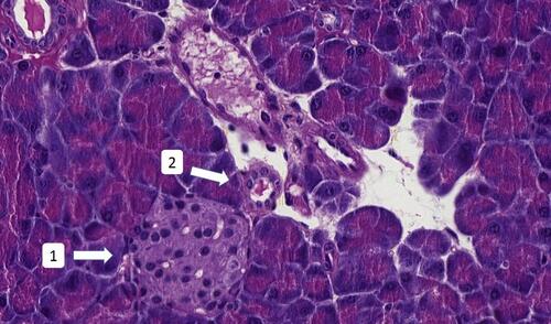 Figure 4 Pancreatic histology of sedentary ob/ob mouse without fat infiltration. 1 = Langerhans islet; 2 = blood vessel (original magnification ×40).