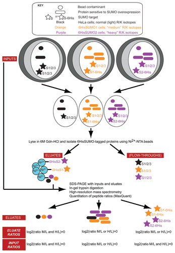 Figure 1 Summary of SILAC-based quantitative proteomics screen for nucleolar SUMO targets, illustrating the nature of the different eluate and input ratios that can be obtained following data analysis. Parental HeLa cells (black) and HeLa cells stably expressing either 6HisSUMO1 (S1; orange) or 6HisSUMO2 (S2; purple) were grown in media containing isotopically distinct R/K amino acids (light, medium or heavy; L, M or H). Equal numbers of cells were combined, input samples taken and nucleoli (white ovals) purified prior to denaturing pulldowns using Ni2+-NTA agarose. Mixing cell populations prior to fractionation and protein analysis avoids differential protein extraction from separate samples, which could affect quantitation and ensures peptide detection, measurement and comparison is made on samples from the same MS run. Bead eluates and inputs were subjected to SDS-PAGE, in-gel trypsin digestion and high-resolution mass spectrometry. Peptide ratios were quantified using MaxQuant (v1.0.13.13).Citation19 Input proteins have been classified as either “bead contaminants (circles)”, “proteins sensitive to SUMO overexpression (rounded rectangles)” or “SUMO targets (stars)”. The possible eluate and input ratios for each class are shown in the bottom two rows of the Figure. Note that proteins that are present at higher levels in the input samples because of the overexpression of 6HisSUMO1 or -2 could result in high log2 (eluate ratios), due either to direct SUMO modification, or to non-specific interactions with the Ni2+-NTA agarose.